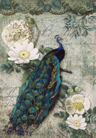 Peacock Majesty - A4
