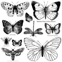 Butterflies 12x12 Decor Stamp