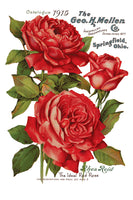 Ephemeral Melange Decor Transfer 8x12 Pad