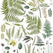 Frond Botanical 24x33 Decor Transfer