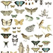 Entomology Etcetera 24x 33 Decor Transfer