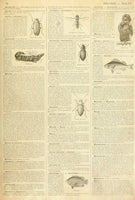 Entomology Dictionary Page Decoupage Tissue